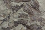 Fossil Fish (Gosiutichthys) Mortality Plate - Lake Gosiute #68426-1
